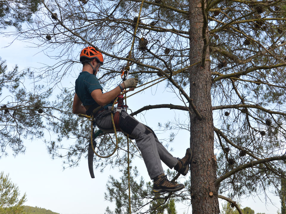 curso de poda en altura