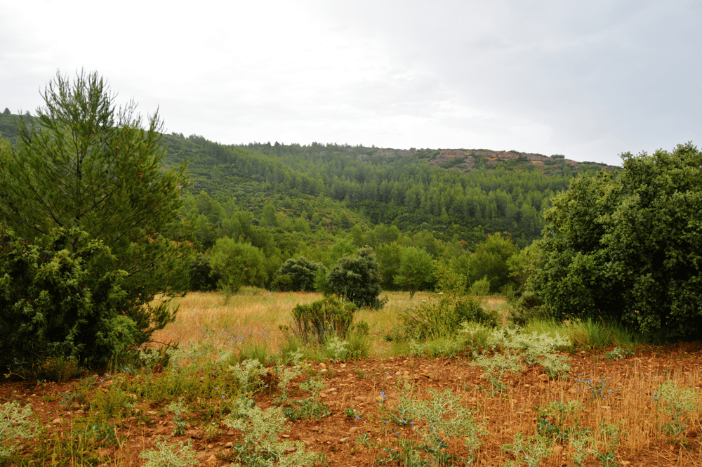 curso de tecnicas forestales sostenibles